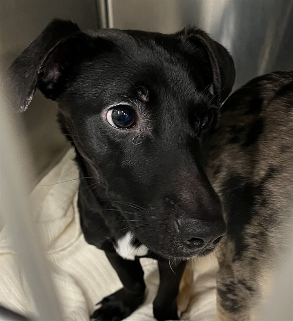 Shelter Stray Female Dog last seen Near BLOCK & SLEEPY HOLLOW RD LEESBURG, 12280 County Rd 448, Tavares, FL 32778, USA