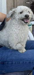 Lost Male Dog last seen Cypress Point Drive, Menifee, CA 92584