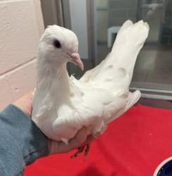 Shelter Stray Unknown Dove last seen Near Folsom Blvd, Rancho Cordova, CA, 6201 Florin Perkins Rd, Sacramento, CA 95828, USA