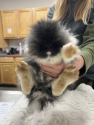 Shelter Stray Male Rabbit last seen East Natoma St/ Briggs Ranch Rd, Folsom, CA, 6201 Florin Perkins Rd, Sacramento, CA 95828, USA