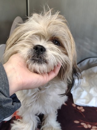 Shelter Stray Female Dog last seen W wapato rd/shields, Yakima County, WA, 2405 W Birchfield Rd, Yakima, WA 98901, USA