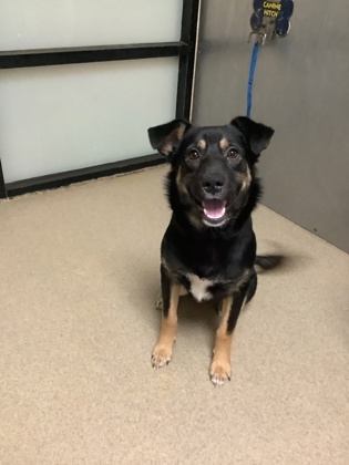 Shelter Stray Female Dog last seen Near Camp Bowie Blvd, West District, TX, 355 Hillshire Dr, Haslet, TX 76052, USA