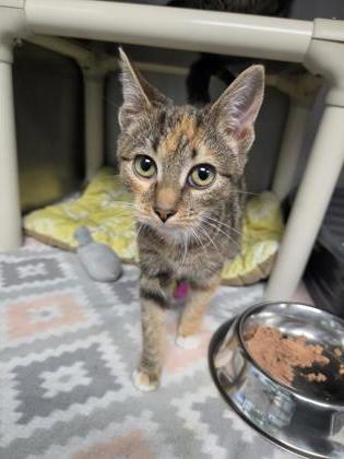 Shelter Stray Female Cat last seen Near Mlk Jr, New Bern City Limits, NC, 1639 Old Airport Rd, New Bern, NC 28562, USA