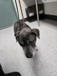 Shelter Stray Male Dog last seen , , CA, 1101 29th Ave, Oakland, CA 94601, USA