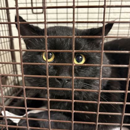 Shelter Stray Male Cat last seen Near Middlebrook Pk, Knox County GP, TN, 3201 Division St, Knoxville, TN 37919, USA