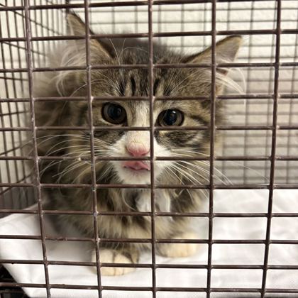 Shelter Stray Unknown Cat last seen Near block of Lucy Way, Knox County GP, TN, 3201 Division St, Knoxville, TN 37919, USA