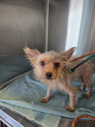 Shelter Stray Female Dog last seen Near quigley st, Oakland, CA, 1101 29th Ave, Oakland, CA 94601, USA