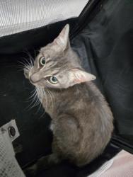 Shelter Stray Male Cat last seen Near Cole St, Oakland, CA, 1101 29th Ave, Oakland, CA 94601, USA