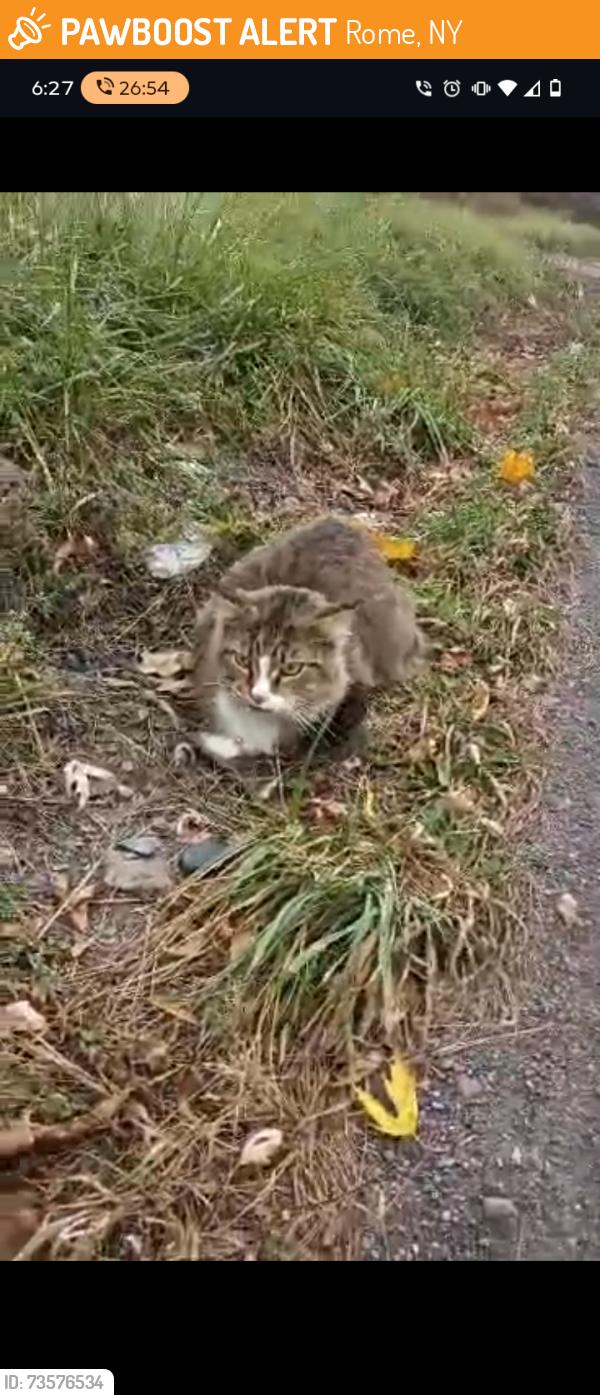 Found/Stray Female Cat last seen Gansevoort ave, Rome, NY 13440