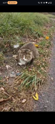 Found/Stray Female Cat last seen Gansevoort ave, Rome, NY 13440