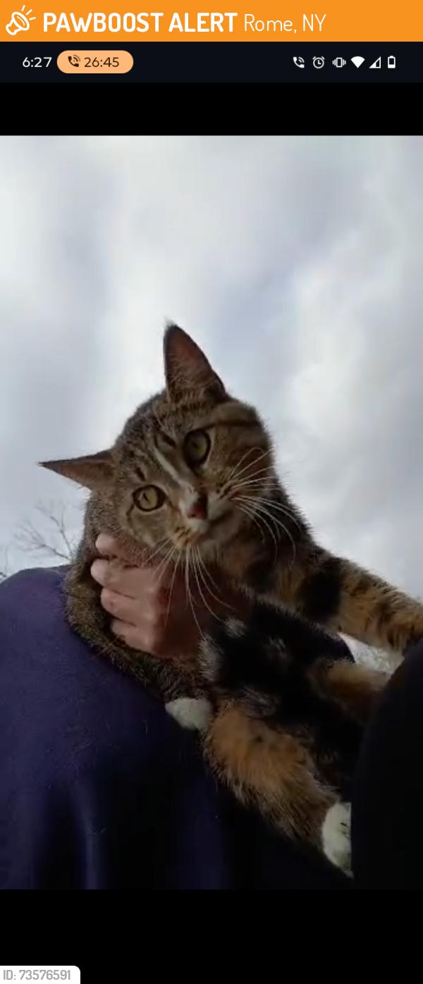 Found/Stray Female Cat last seen Gansevoort ave, Rome, NY 13440