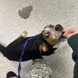Shelter Stray Female Dog last seen Dean Avenue, DES MOINES, IA, 50316, Des Moines, IA 50313