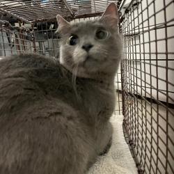 Shelter Stray Female Cat last seen Near SE 35th Circle, DES MOINES, IA, 50320, Des Moines, IA 50313