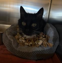 Shelter Stray Female Cat last seen Newbury st & Hillside Ave, LIVERMORE, CA, 94551, 4651 Gleason Dr, Dublin, CA 94568, USA