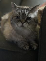 Lost Male Cat last seen Mccowan Lawrence, Toronto, ON M1H 1M1