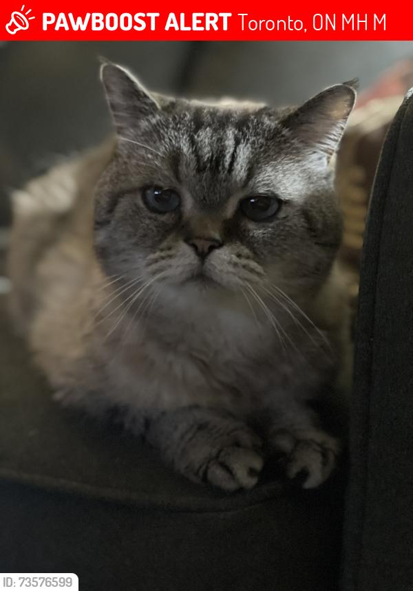 Lost Male Cat last seen Mccowan Lawrence, Toronto, ON M1H 1M1