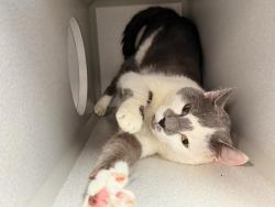 Shelter Stray Male Cat last seen Apt 03D,60 Colombia Street, NEW YORK, NY, 10002, 326 E 110th St, New York, NY 10029, USA