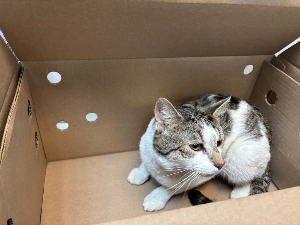 Shelter Stray Male Cat last seen E 141 Street, NEW YORK, NY, 10031, 326 E 110th St, New York, NY 10029, USA