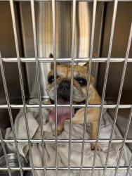 Found/Stray Female Dog last seen Blackhawk Veterinary hosp, Danville, CA 94506