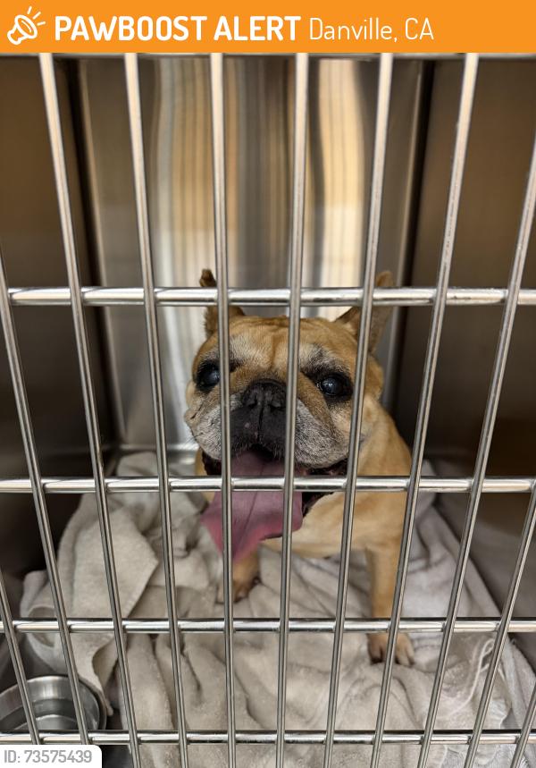 Found/Stray Female Dog last seen Blackhawk Veterinary hosp, Danville, CA 94506