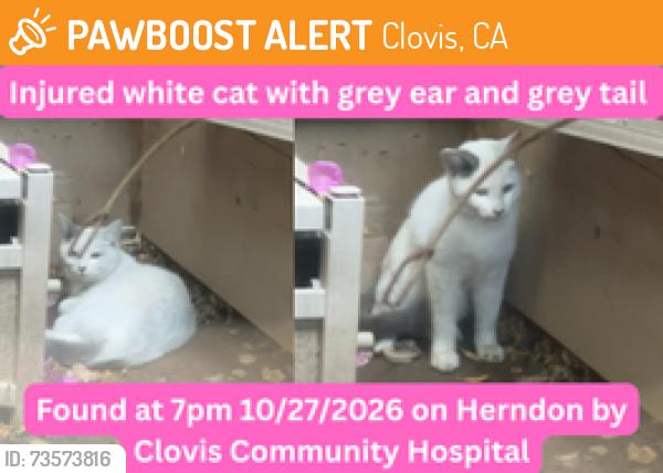 Found/Stray Unknown Cat last seen Herndon near Clovis Community hosp, Clovis, CA 93611