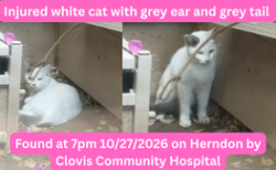 Found/Stray Unknown Cat last seen Herndon near Clovis Community hosp, Clovis, CA 93611