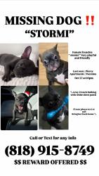 Lost Female Dog last seen Pierce apmts, Los Angeles, CA 91331