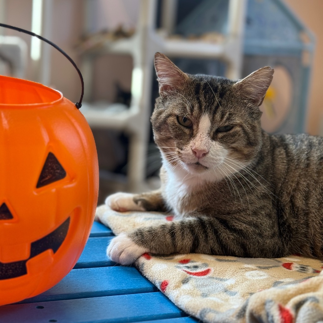 Shelter Stray Male Cat last seen , 8020 Washington St, Port Richey, FL 34668, USA