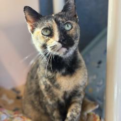 Shelter Stray Female Cat last seen , 8020 Washington St, Port Richey, FL 34668, USA