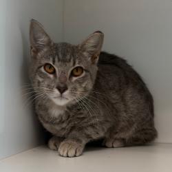 Shelter Stray Female Cat last seen , 8020 Washington St, Port Richey, FL 34668, USA