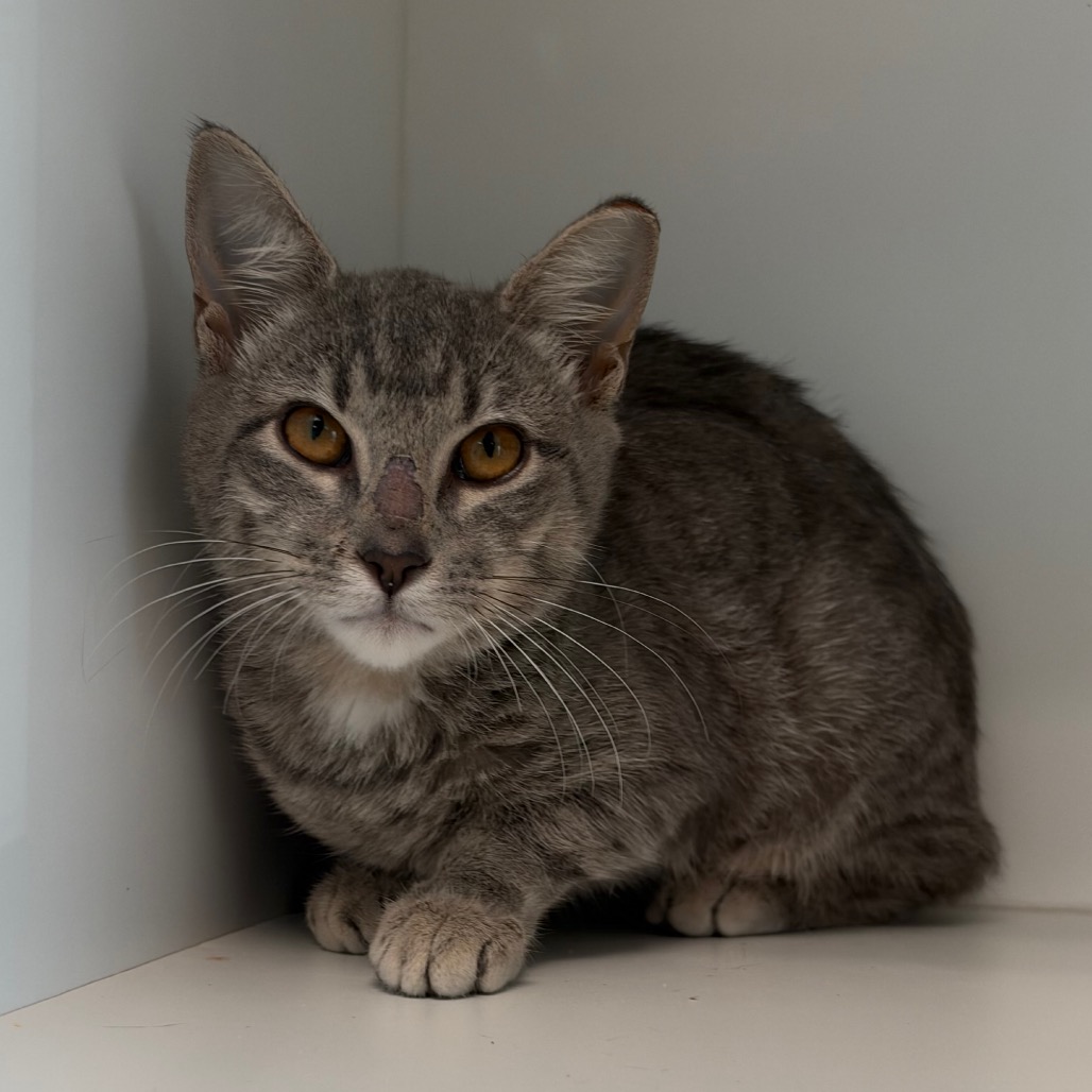 Shelter Stray Female Cat last seen , 8020 Washington St, Port Richey, FL 34668, USA