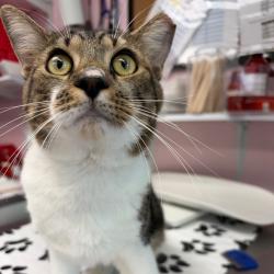 Shelter Stray Male Cat last seen , 8020 Washington St, Port Richey, FL 34668, USA
