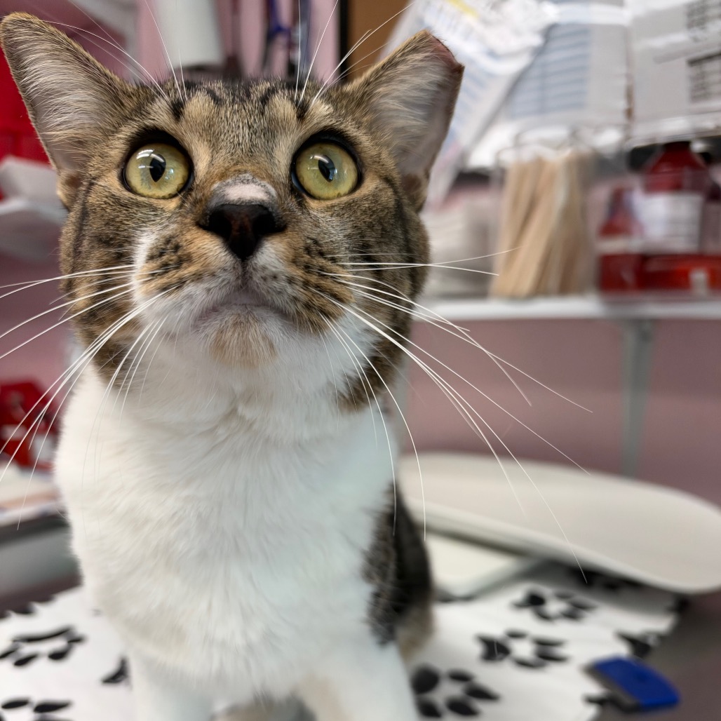 Shelter Stray Male Cat last seen , 8020 Washington St, Port Richey, FL 34668, USA