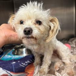 Shelter Stray Female Dog last seen , 21800 Central Ave, Matteson, IL 60443, USA