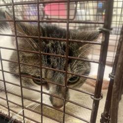 Shelter Stray Male Cat last seen , 157 W Grand Ave, Chicago, IL 60654, USA