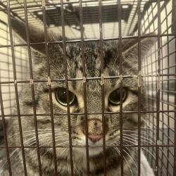 Shelter Stray Male Cat last seen , 157 W Grand Ave, Chicago, IL 60654, USA