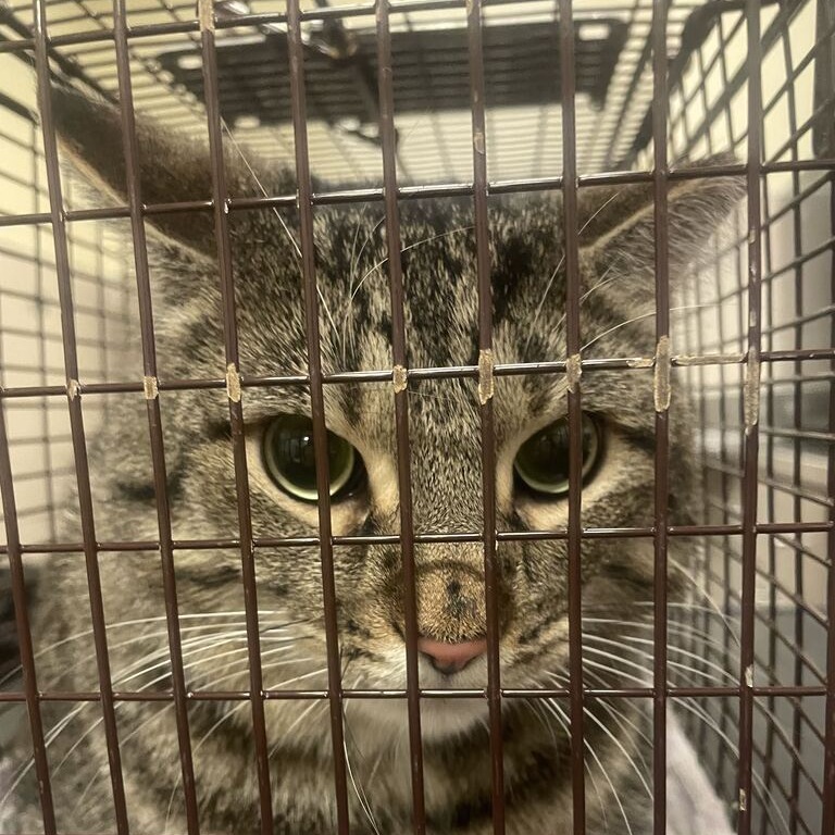 Shelter Stray Male Cat last seen , 157 W Grand Ave, Chicago, IL 60654, USA