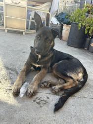 Lost Female Dog last seen Flower St & State St. Lynwood, Lynwood, CA 90262