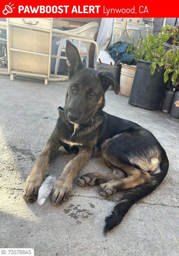Lost Female Dog last seen Flower St & State St. Lynwood, Lynwood, CA 90262