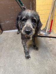 Shelter Stray Male Dog last seen Near E Sargent Rd, Lodi, CA 95240, USA, 1575 S Lincoln St, Stockton, CA 95206, USA