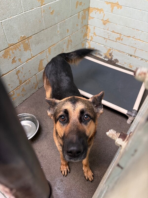Shelter Stray Male Dog last seen Near Dodds Rd, Escalon, CA 95320, USA, 1575 S Lincoln St, Stockton, CA 95206, USA