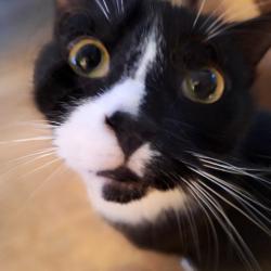 Lost Male Cat last seen Kneeland and kneeland, Yonkers, NY 10704