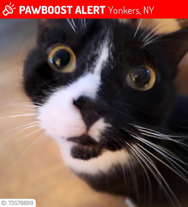 Lost Male Cat last seen Kneeland and kneeland, Yonkers, NY 10704