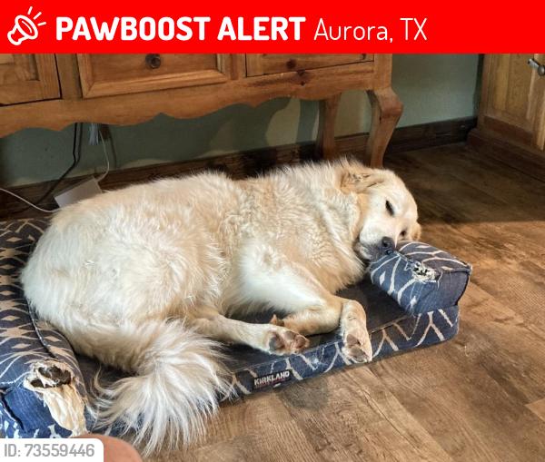 Lost Female Dog last seen Old base rd, Aurora, TX 76078