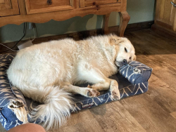 Lost Female Dog last seen Old base rd, Aurora, TX 76078