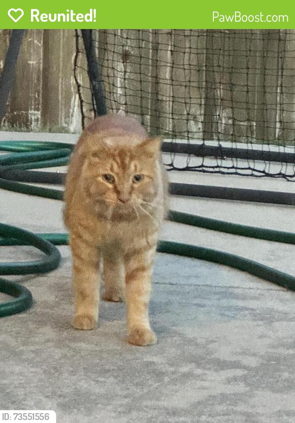 Reunited Unknown Cat last seen Crawford Farms, Fort Worth, TX 76244
