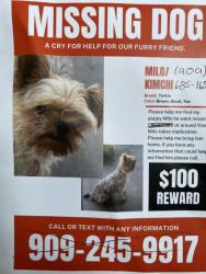 Lost Male Dog last seen Medical center and w 23rd st, San Bernardino, CA 92405