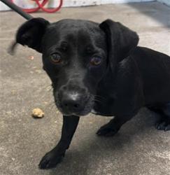 Shelter Stray Female Dog last seen OLIVERA WAY & DEL PASO BLVD, 2127 Front St, Sacramento, CA 95818, USA