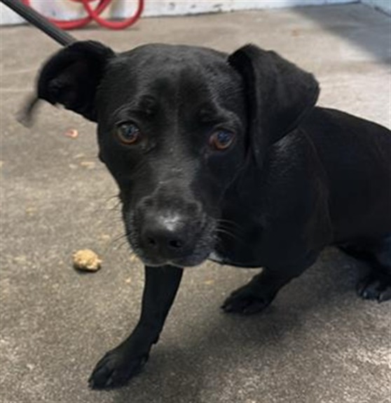 Shelter Stray Female Dog last seen OLIVERA WAY & DEL PASO BLVD, 2127 Front St, Sacramento, CA 95818, USA