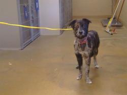 Shelter Stray Female Dog last seen COUNTRYROADS DR/BRADSHAW RD, SACRAMENTO CA 95827, 3839 Bradshaw Rd, Sacramento, CA 95827, USA